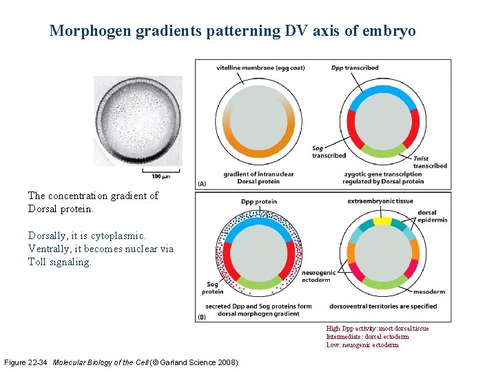 Morphogen gradients patterning DV axis of embryo The concentration gradient of Dorsal protein. Dorsally,
