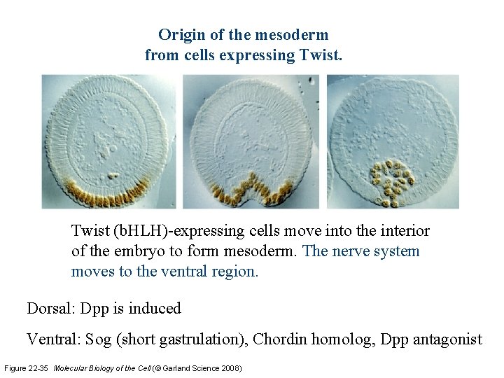 Origin of the mesoderm from cells expressing Twist (b. HLH)-expressing cells move into the