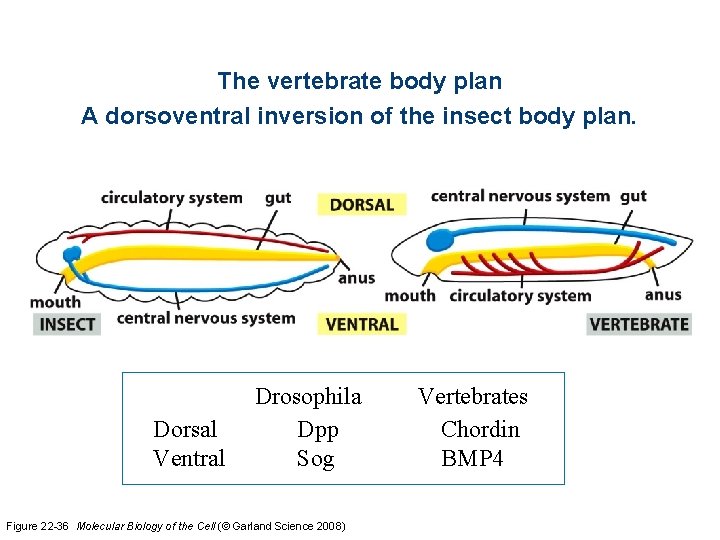 The vertebrate body plan A dorsoventral inversion of the insect body plan. Dorsal Ventral