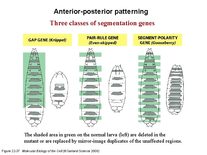 Anterior-posterior patterning Three classes of segmentation genes The shaded area in green on the