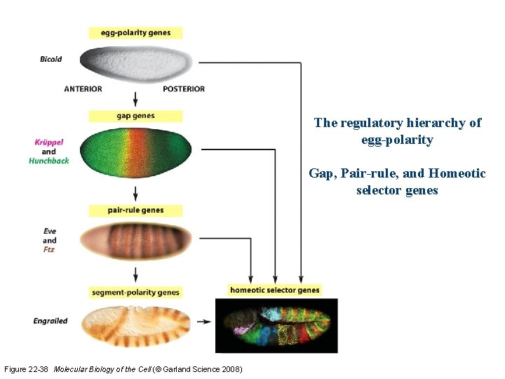 The regulatory hierarchy of egg-polarity Gap, Pair-rule, and Homeotic selector genes Figure 22 -38