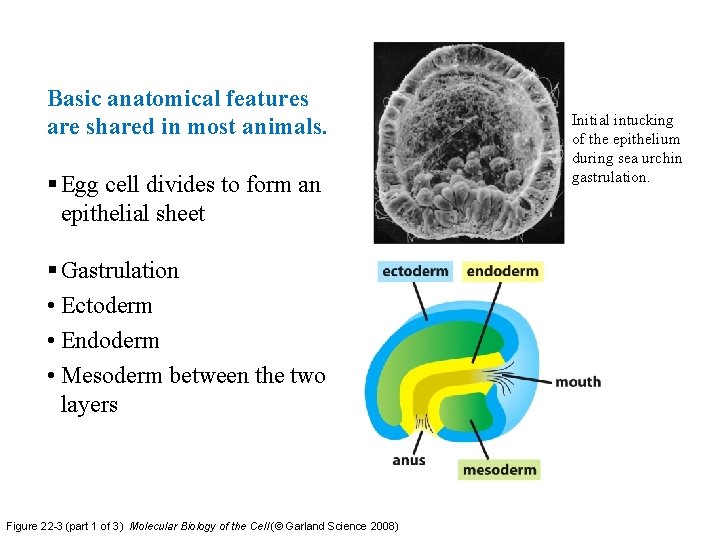 Basic anatomical features are shared in most animals. § Egg cell divides to form