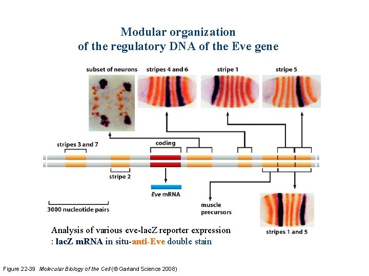 Modular organization of the regulatory DNA of the Eve gene Analysis of various eve-lac.