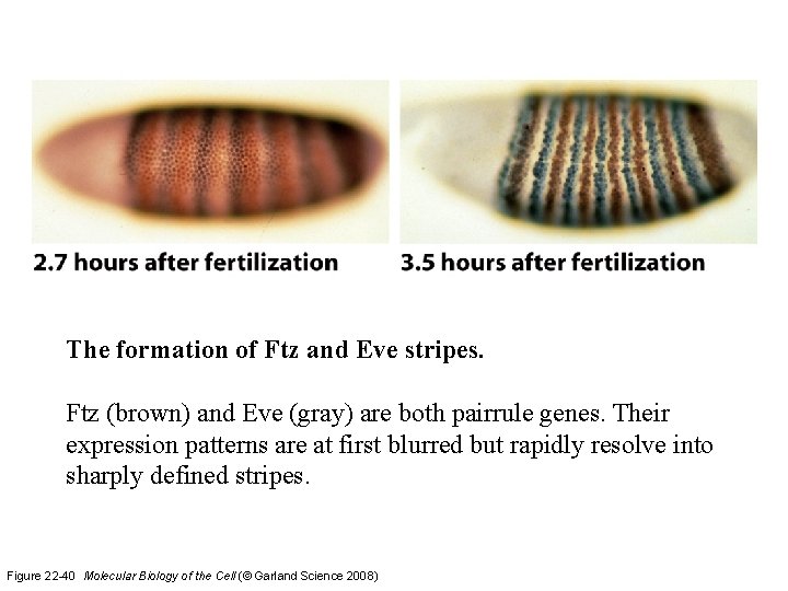 The formation of Ftz and Eve stripes. Ftz (brown) and Eve (gray) are both