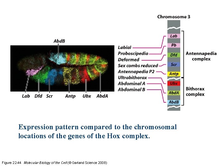 Expression pattern compared to the chromosomal locations of the genes of the Hox complex.