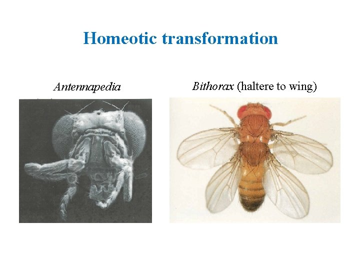 Homeotic transformation Antennapedia Bithorax (haltere to wing) 