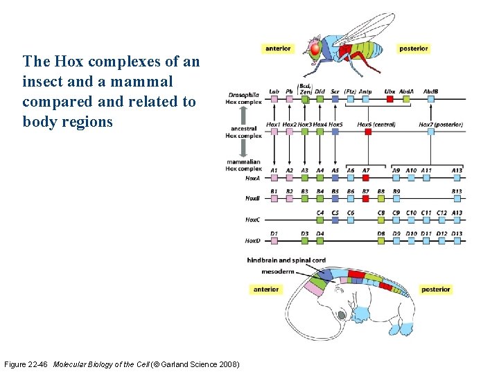 The Hox complexes of an insect and a mammal compared and related to body