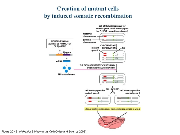 Creation of mutant cells by induced somatic recombination Figure 22 -49 Molecular Biology of