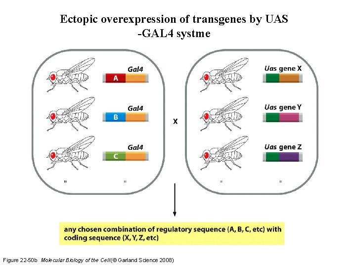 Ectopic overexpression of transgenes by UAS -GAL 4 systme Figure 22 -50 b Molecular