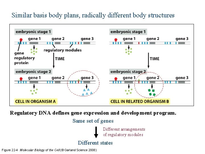 Similar basis body plans, radically different body structures Regulatory DNA defines gene expression and