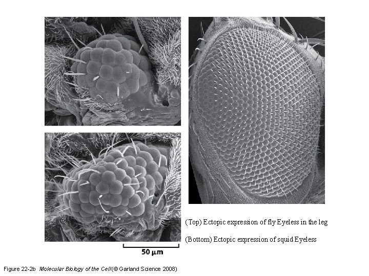 (Top) Ectopic expression of fly Eyeless in the leg (Bottom) Ectopic expression of squid