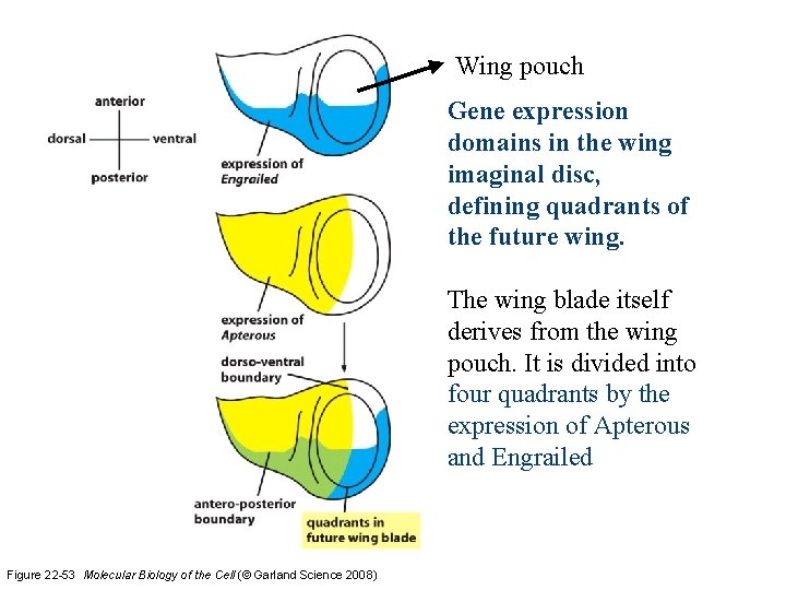 Wing pouch Gene expression domains in the wing imaginal disc, defining quadrants of the