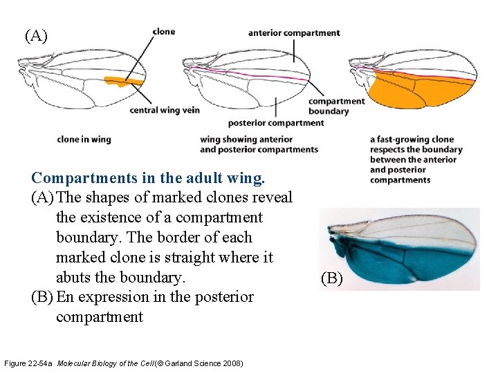 (A) Compartments in the adult wing. (A) The shapes of marked clones reveal the