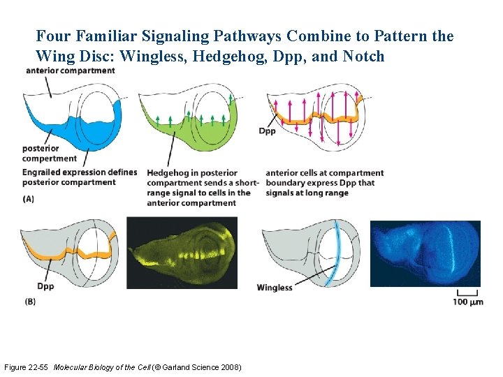 Four Familiar Signaling Pathways Combine to Pattern the Wing Disc: Wingless, Hedgehog, Dpp, and