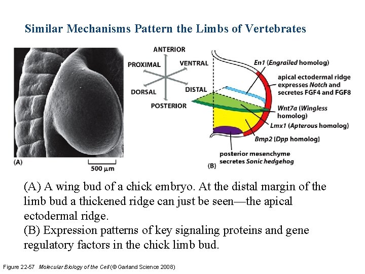 Similar Mechanisms Pattern the Limbs of Vertebrates (A) A wing bud of a chick