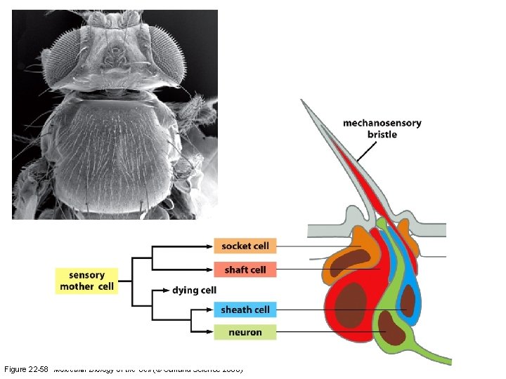 Figure 22 -58 Molecular Biology of the Cell (© Garland Science 2008) 