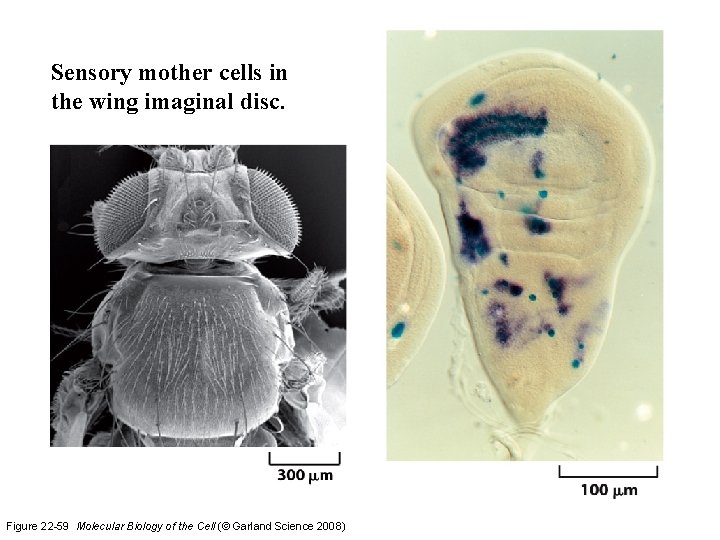 Sensory mother cells in the wing imaginal disc. Figure 22 -59 Molecular Biology of
