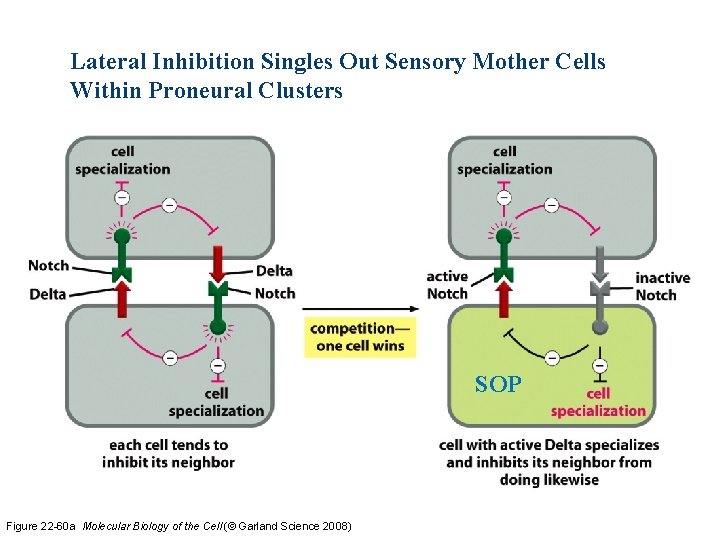 Lateral Inhibition Singles Out Sensory Mother Cells Within Proneural Clusters SOP Figure 22 -60