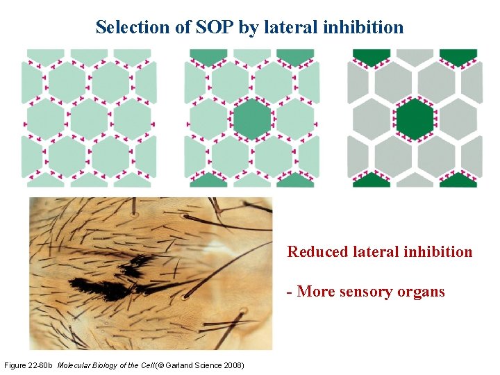 Selection of SOP by lateral inhibition Reduced lateral inhibition - More sensory organs Figure