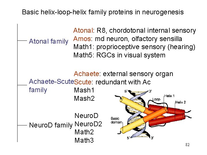 Basic helix-loop-helix family proteins in neurogenesis Atonal: R 8, chordotonal internal sensory Atonal family