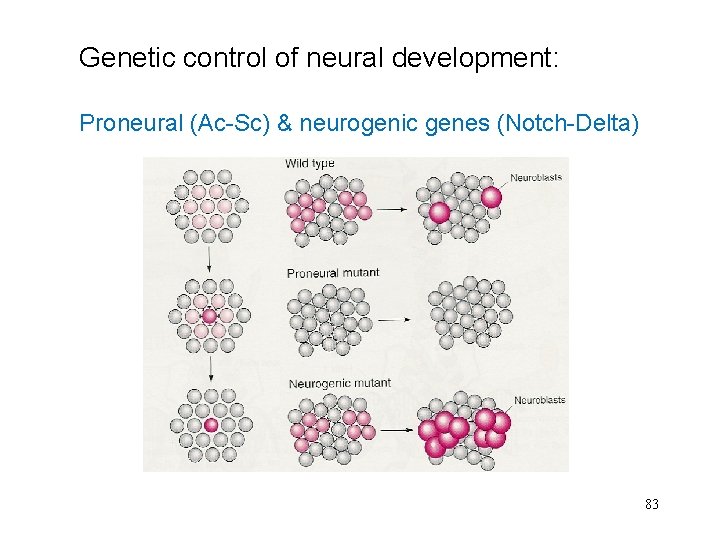 Genetic control of neural development: Proneural (Ac-Sc) & neurogenic genes (Notch-Delta) 83 