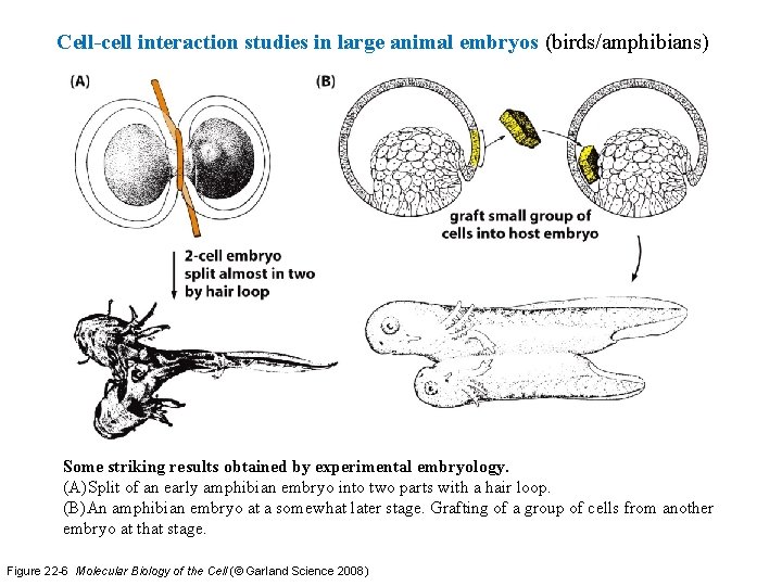 Cell-cell interaction studies in large animal embryos (birds/amphibians) Some striking results obtained by experimental