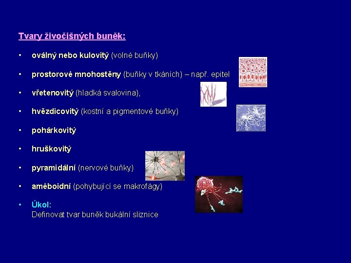 Tvary živočišných buněk: • oválný nebo kulovitý (volné buňky) • prostorové mnohostěny (buňky v