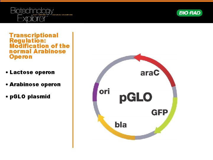 Transcriptional Regulation: Modification of the normal Arabinose Operon • Lactose operon • Arabinose operon