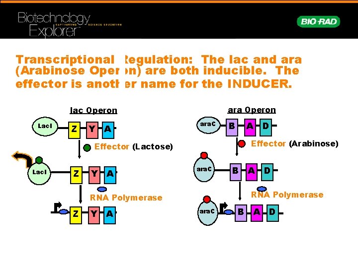 Transcriptional Regulation: The lac and ara (Arabinose Operon) are both inducible. The effector is