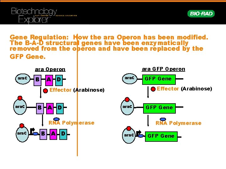 Gene Regulation: How the ara Operon has been modified. The B-A-D structural genes have