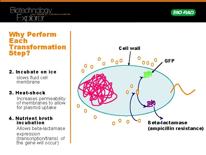 Why Perform Each Transformation Step? Cell wall GFP 2. Incubate on ice slows fluid