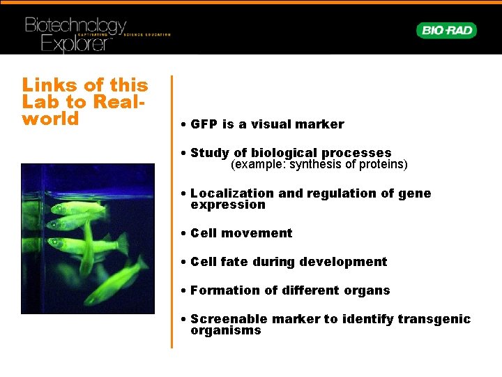 Links of this Lab to Realworld • GFP is a visual marker • Study