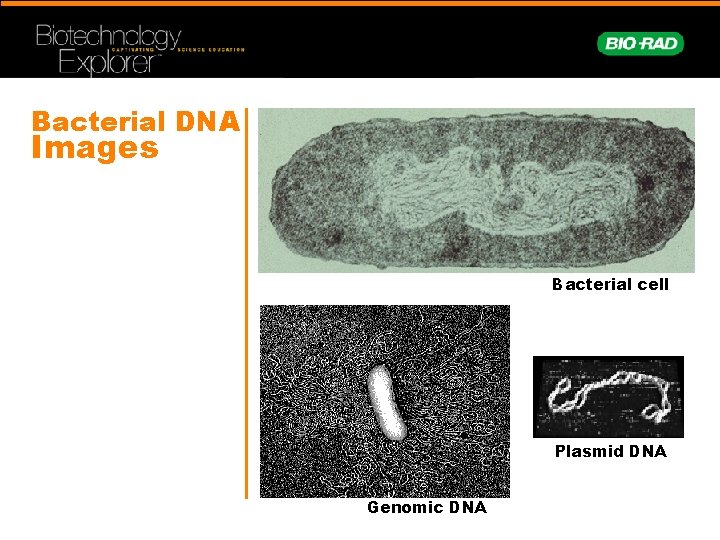 Bacterial DNA Images Bacterial cell Plasmid DNA Genomic DNA 