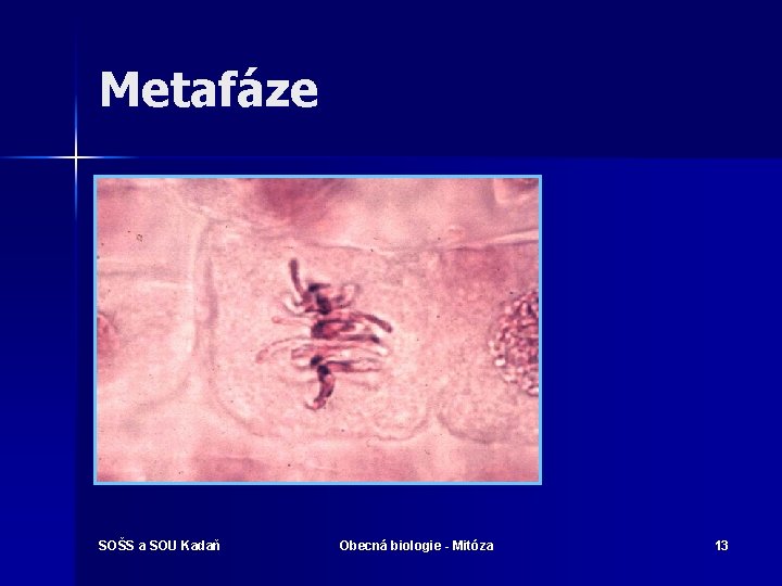 Metafáze SOŠS a SOU Kadaň Obecná biologie - Mitóza 13 