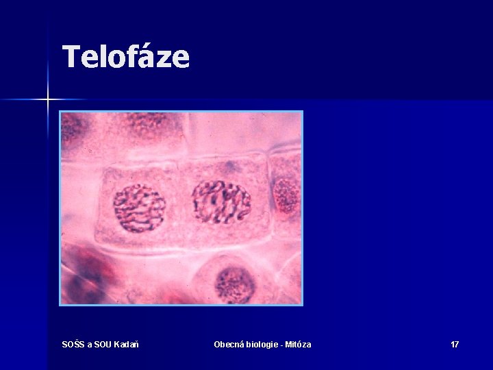 Telofáze SOŠS a SOU Kadaň Obecná biologie - Mitóza 17 