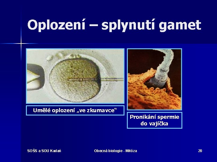 Oplození – splynutí gamet Umělé oplození „ve zkumavce“ Pronikání spermie do vajíčka SOŠS a