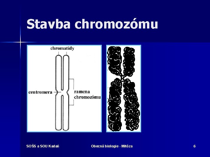 Stavba chromozómu SOŠS a SOU Kadaň Obecná biologie - Mitóza 6 