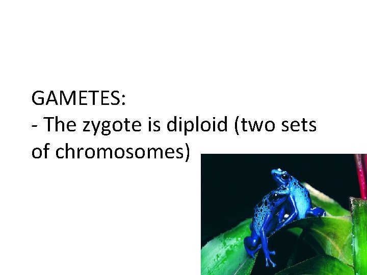GAMETES: - The zygote is diploid (two sets of chromosomes) 