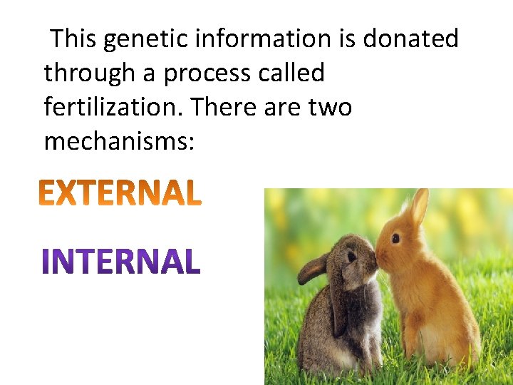  This genetic information is donated through a process called fertilization. There are two