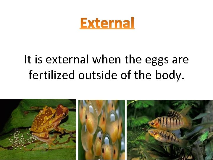 It is external when the eggs are fertilized outside of the body. 