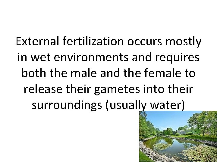 External fertilization occurs mostly in wet environments and requires both the male and the