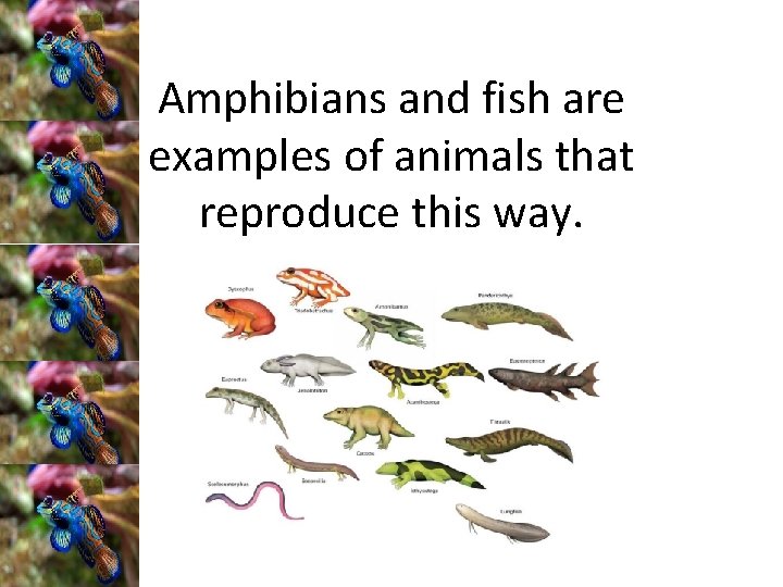 Amphibians and fish are examples of animals that reproduce this way. 