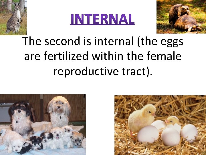 The second is internal (the eggs are fertilized within the female reproductive tract). 