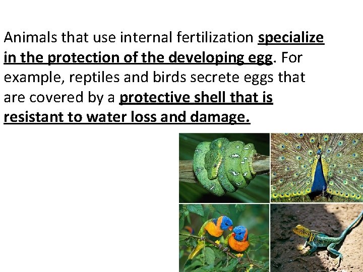 Animals that use internal fertilization specialize in the protection of the developing egg. For