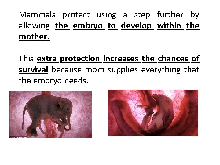 Mammals protect using a step further by allowing the embryo to develop within the