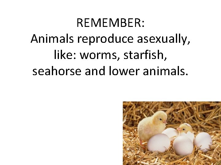 REMEMBER: Animals reproduce asexually, like: worms, starfish, seahorse and lower animals. 