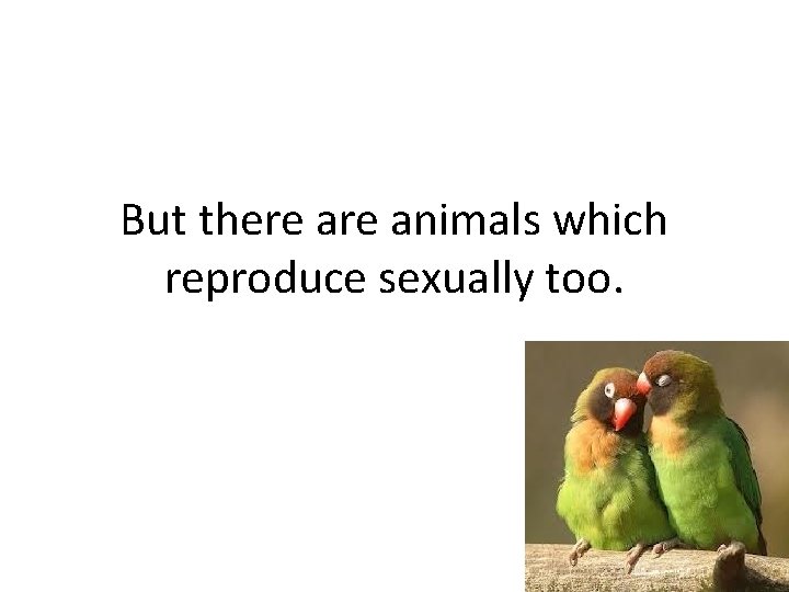 But there animals which reproduce sexually too. 
