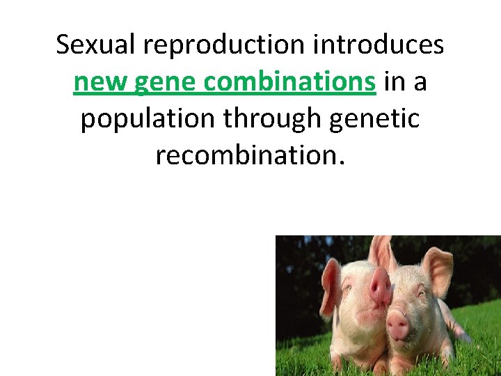 Sexual reproduction introduces new gene combinations in a population through genetic recombination. 
