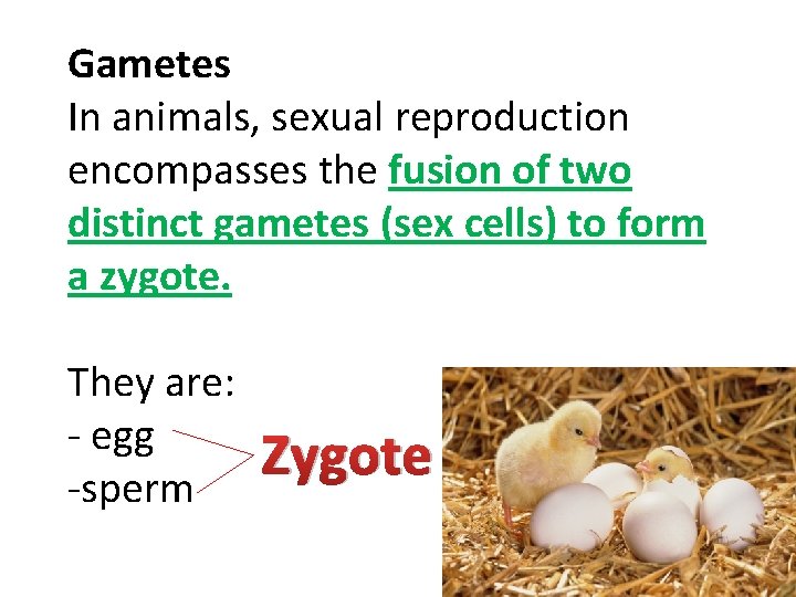 Gametes In animals, sexual reproduction encompasses the fusion of two distinct gametes (sex cells)