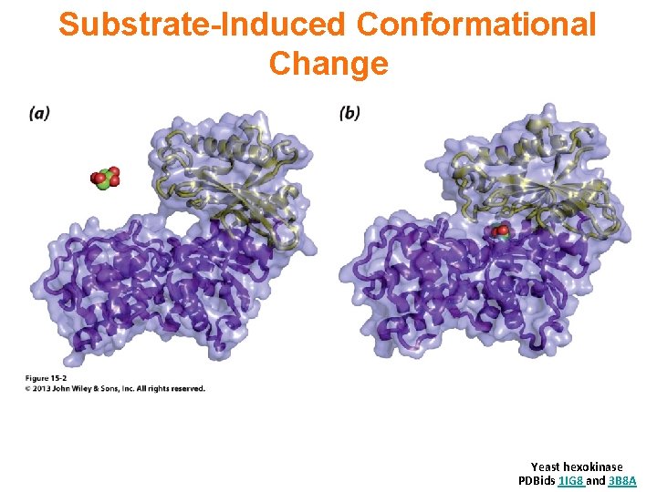 Substrate-Induced Conformational Change Yeast hexokinase PDBids 1 IG 8 and 3 B 8 A